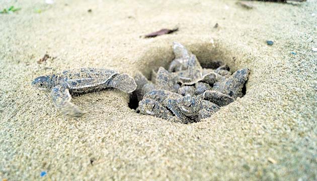 Nacimiento de tortuga baula ó canal en playa de Armila, Guna Yala.(Cortesía)