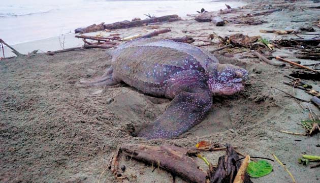 Tortuga canal desovando en la playa frente a la comunidad de Armila. (Cortesía)