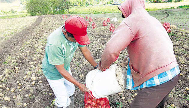 Cultivo se desarrolla en la provincia de Chiriquí.(Archivo.)