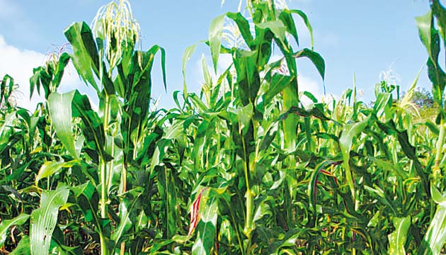 Las semillas de maíz biofortificadas fueron las primeras en liberarse.(Cortesía.)