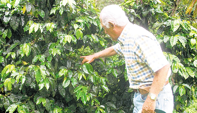 En lo que respecta al café, los productores señalan que deben ser consultados.(Archivo.)