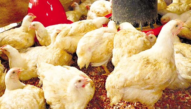 La cría de pollos es una de las actividades más lucrativas.(Corresponsales)