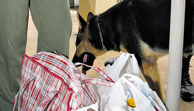 Caninos del Sistema Penitenciario ayudan con la labor de revisión