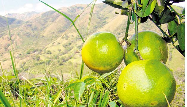 El HLB causa que los frutos sean incomibles.(Cortesía.)