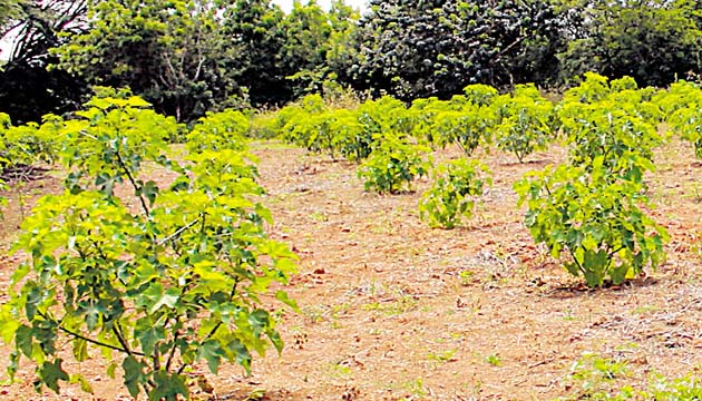 En El Ejido hay media hectárea cultivada de la planta.(Cortesía)