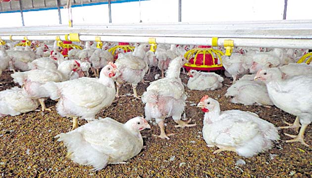 Los precios de la carne de pollo y de los huevos serán controlados. (Melquiades Vásquez)