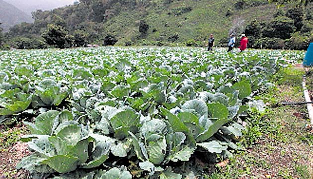 Producción ha aumentado por la tecnificación de los cultivos