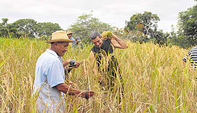 Arroz. Por ejemplo, para corregir el endeble Control de Precio, el Gobierno ha propuesto un subsidio a los productores de arroz, en crisis, para mitigar sus pérdidas. Pero además los molineros, grandes productores del grano, se beneficiarán con $7.50 del subsidio del arroz.