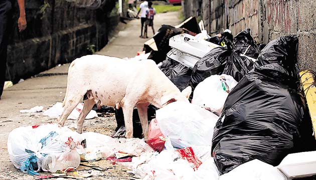 Convivencia con animales. Esta vereda en Don Bosco es un ejemplo clásico del peligro de la basura para los humanos (sobre todo para los niños). Otros animales, como perros y gatos, también son potenciales transmisores de enfermedades como la leptospirosis.
