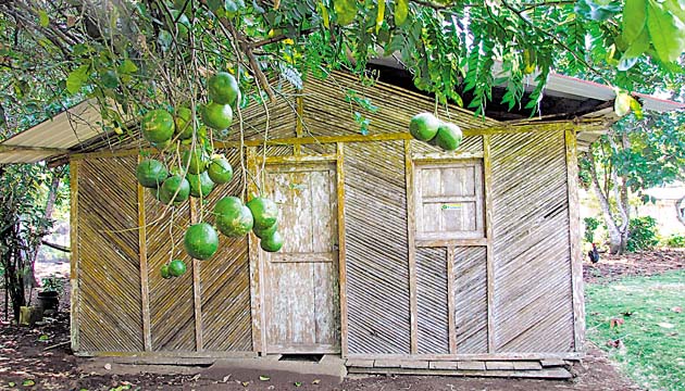 Realidad en contraste. Un primer plano con abundancia de limones gigantes, muy tradicionales en Jaqué, no es suficiente para darle vida a la escena recurrente de una casa cerrada. Las fértiles tierras de este sector del país contrastan con la insipiente agricultura de subsistencia que se da allí.