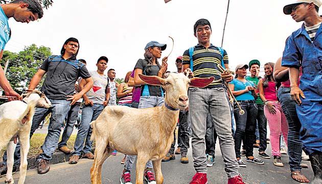 Estudiantes volverán a las calles con más animales
