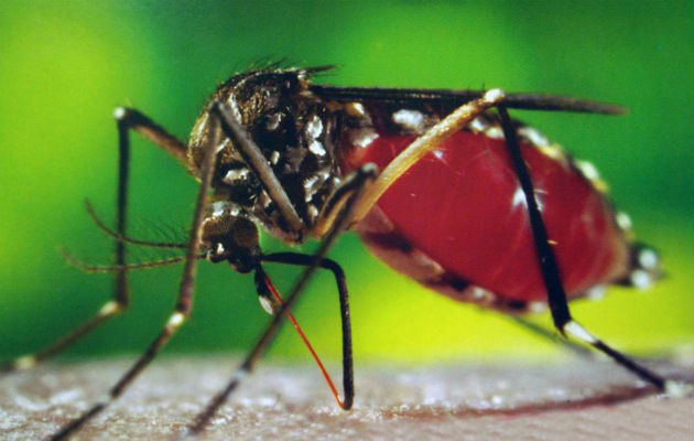 Aedes aegypti. Foto/Cortesía