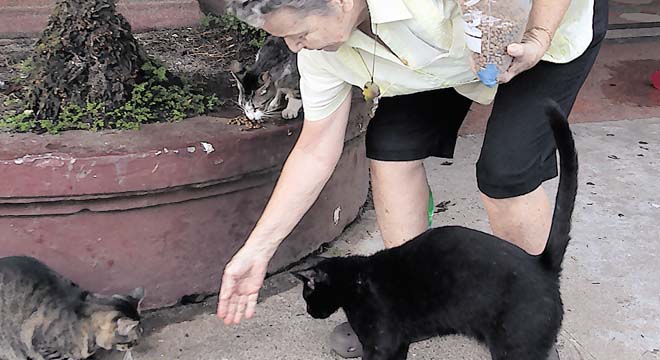 Ángela Camargo no solo alimenta a estos gatos de las calles, sino que también se dedica a esterilizarlos y desparasitarlos para después colocarlos en algún hogar que los adopte, aunque la tarea no es fácil.(Víctor Arosemena)