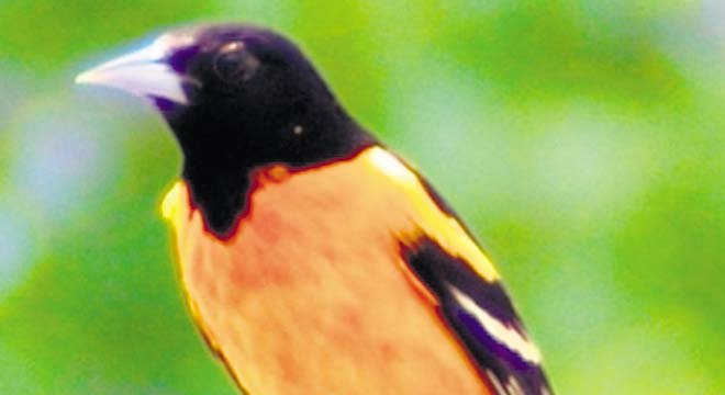 La oropéndola es el ave que inspira los colores de Baltimore.(Archivo)