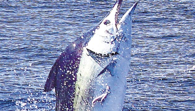 3. Un gigantesco pez merlín sorprendió a todos. (Guy Harvey )