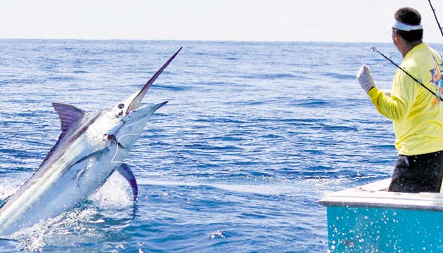 4. Los pescadores luchaban contra la fuerza de los grandes peces.(Guy Harvey )