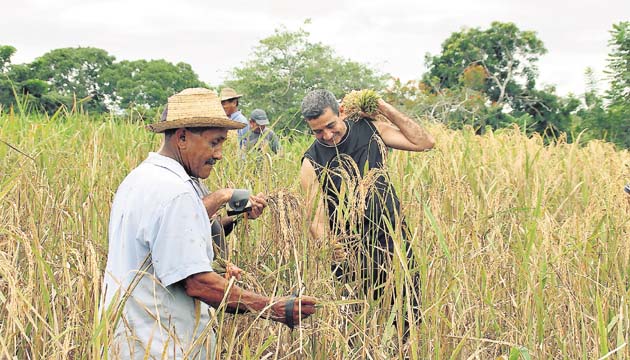 Uno de los problemas que afectan a los productores es que en Panamá, a pesar de que hay muchos ríos, no cuentan con el sistema de riego adecuado.(Archivo)