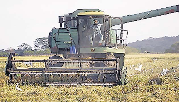Arroceros explican por qué podría haber un desabastecimiento