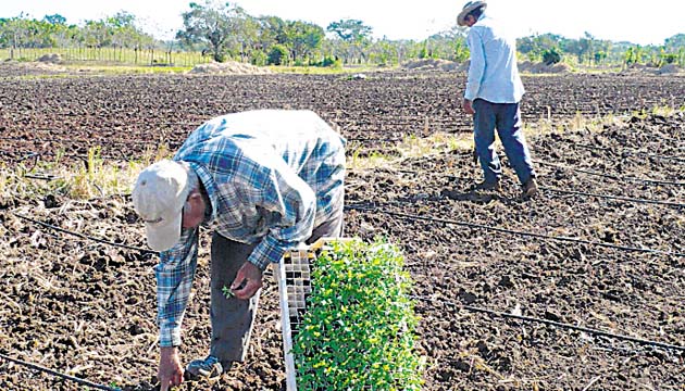 La escasez de agua también afecta la producción de este alimento.(Zenaida Vásquez.)
