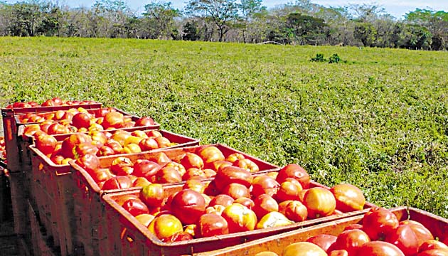 El tomate industrial se siembra en noviembre y cosecha en febrero.(Zenaida Vásquez )