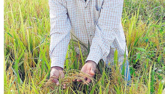 400 productores de arroz han dejado la siembra este año.(Archivo)