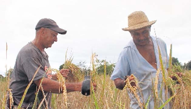 Importadores aprovechan apertura de mercado para traer arroz pilado