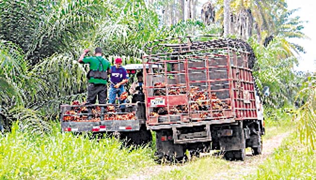 Dos empresas compran la fruta, el resto es exportado hacia Costa Rica