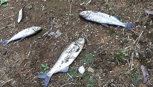 Los peces aparecieron muertos el lunes.(FOTO José Vázques.)