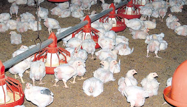 Productores avícolas se preparan para absorber costo de la energía