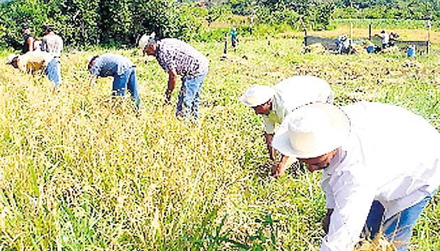 Productores deben presentar los documentos para evitar atrasos.