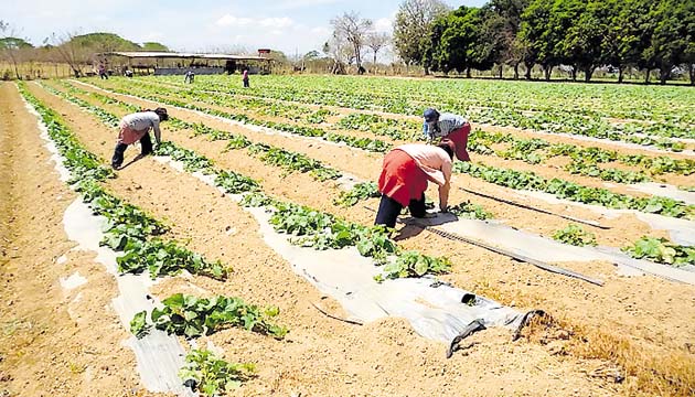Regadío hará más productiva la tierra.(FOTO José Vásquez)