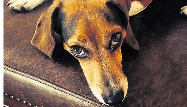 Su mascota, el mejor amigo de Eric, Charlie, a quien ama con locura.