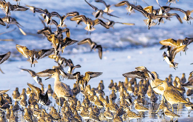 El 80% de la aves playeras se ubican en los 30 kilómetros de costa de la Bahía de Panamá. (Alcides Rodriguez y Karl Kaufmann (Audubon))