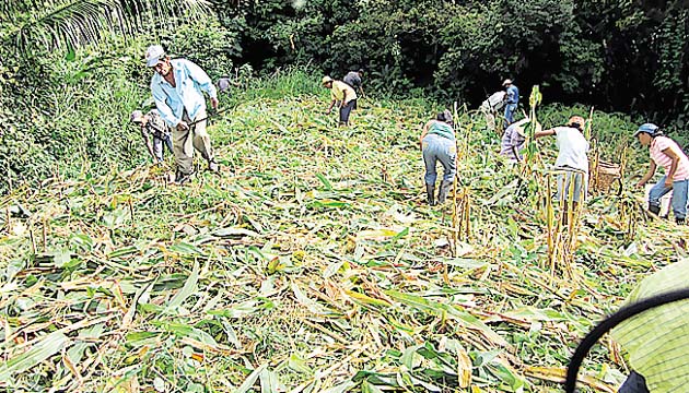 Indígenas ngäbes y buglés buscan la diversificación de su producción