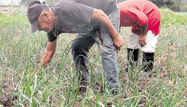 Productores de cebolla han pedido conversar con los representantes del Órgano Ejecutivo para exponer su preocupación frente a las importaciones y las pérdidas que esto produce, mas no ha sido posible.( Edwin González)