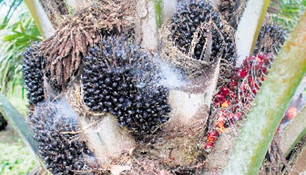 Cultivo de palma aceitera es nueva opción de hacer pequeña empresa