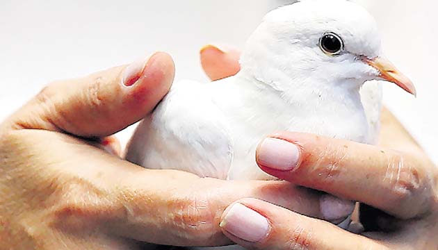 Un símbolo de paz.(EFE)