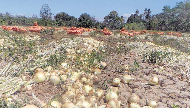 Productores de hortalizas enfrentan problemas