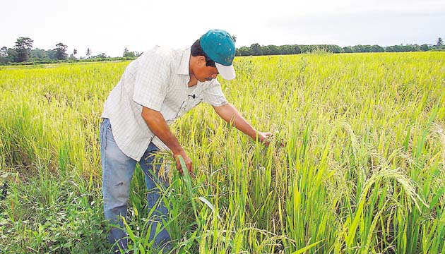 Productores de arroz siguen esperando el apoyo prometido.(Archivo )