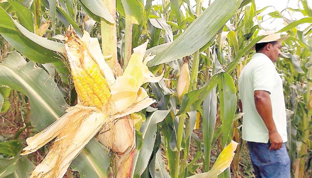 La producción de maíz este año ha sido menos que el año anterior.(Archivo )