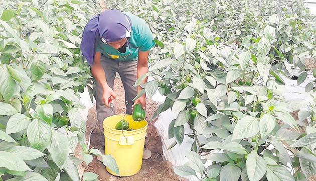 Proyectos benefician a productores de hortalizas, tubérculos y viveros
