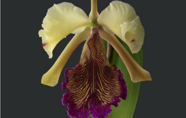 Describen en Costa Rica variación de la orquídea 