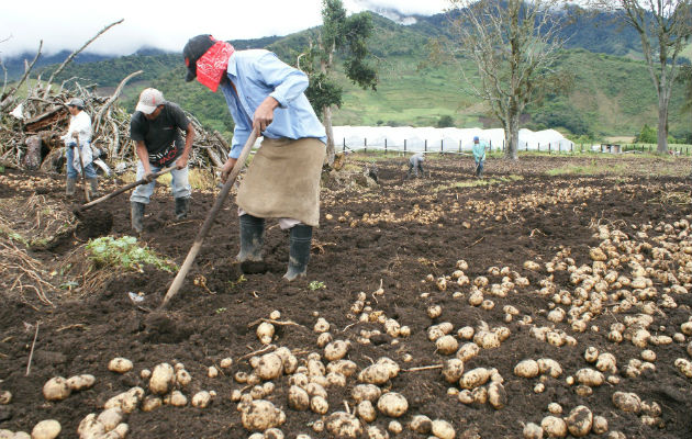 Productores piden a las autoridades supervisar el nivel de producción. Foto/Archivo