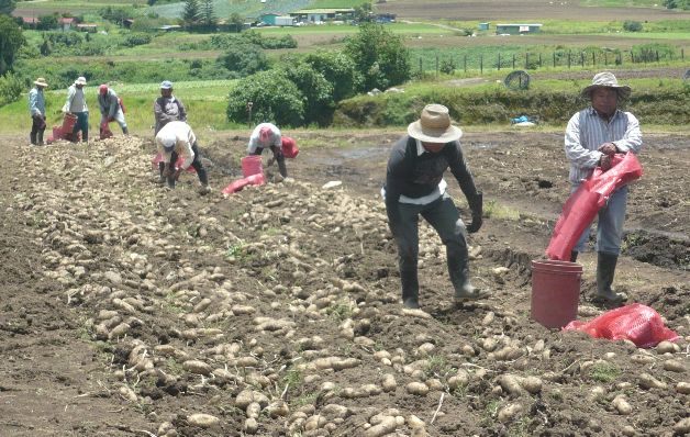 Rubros afectados, consecuencia del abandono en el sector agropecuario