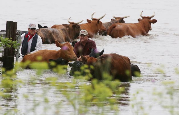 Ganaderos trasladan su ganado por un arroyo desbordado.