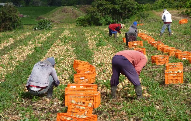 Alimentos de Tierras Altas: Los productores chiricanos afirman que en otros lugares de Panamá no se produce papa, zanahoria, repollo, lechuga, remolacha, entre otros que son de consumo nacional.