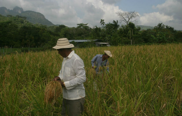 La deuda a los productores de arroz asciende a $20 millones. /Archivo