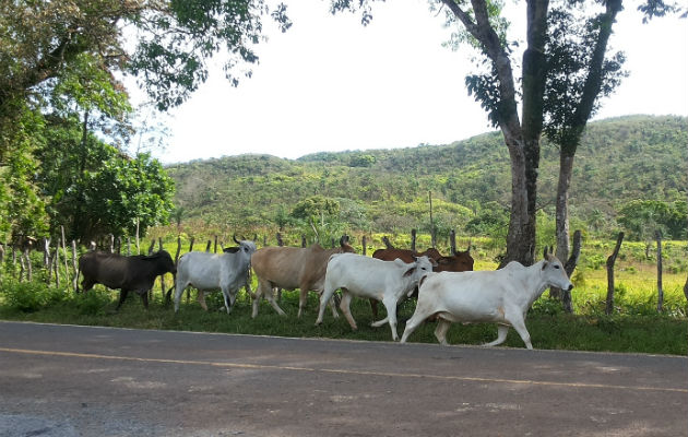 Es importante que los productores vacunen a los animales a fin de evitar el contagio. Foto: José Manuel Adames.