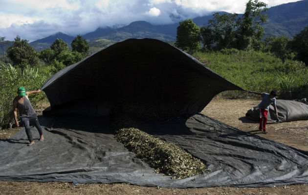 Proceso de secado de la hoja de coca. Foto/ AP