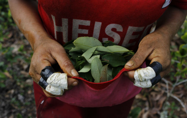 Niberta Gálvez utiliza su camisa para recoger las hojas. Foto/ AP